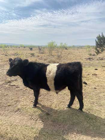 lone beltie